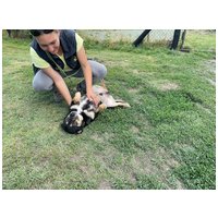 Scotty, 6 éves, 43 cm magas, kan #3