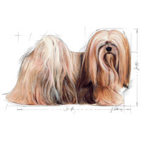 Royal Canin Mini Exigent - Válogatós felnőtt kistestű kutya száraz táp #9