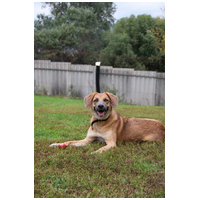 Kira, 2 éves szuka kutyus #9