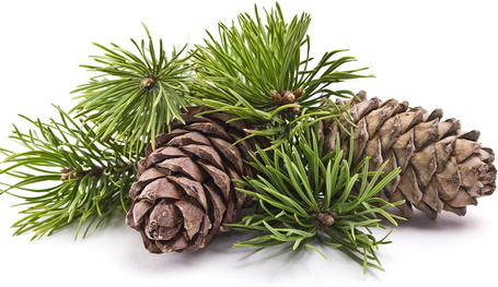 Biogance Odour Control szagsemlegesítő sampon kutyáknak rozmaring és fenyő kivonattal