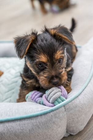 Trixie rágható súlyzó kötélből