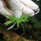 JBL ProScape Plantis ültetőcsipesz (növény rögzítő)