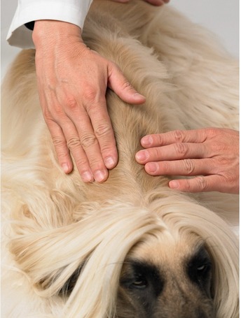 Dermoscent Essential 6 spot-on kutyáknak és kisemlősöknek