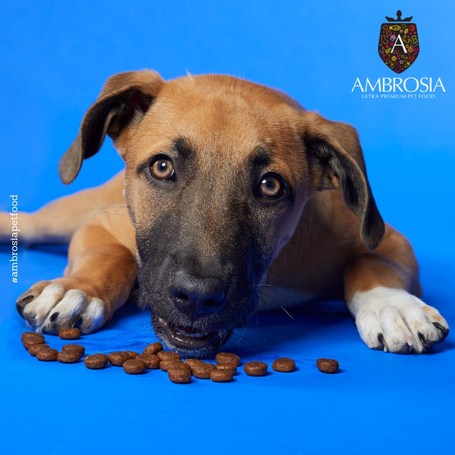 Ambrosia Dog Grain Free Senior, Light & Sterilized