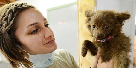 Kutya ivartalanítása - Pro és kontra, tények és tévhitek