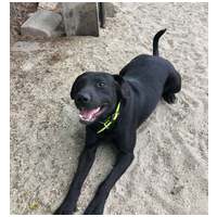 Milo, 3 éves, 53 cm magas,  labrador-bull keverék, kan #3