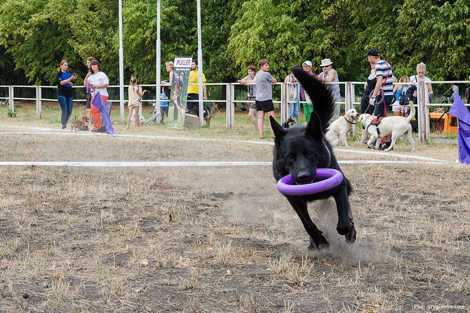 Puller Dog Fitness Ring - Cercuri pentru antrenament pentru câini - zoom