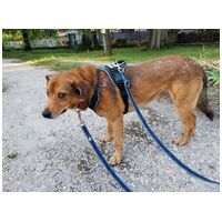 Misi, ivartalanított kan #11