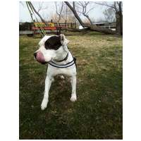 Boci, 3 éves, 52 cm magas, bull jellegű szuka #6