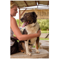 Toby, négy éves, kan #4