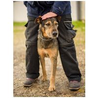 Pongó, 7 éves, kan #7