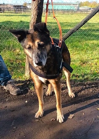 Quimby, 12 éves, kan