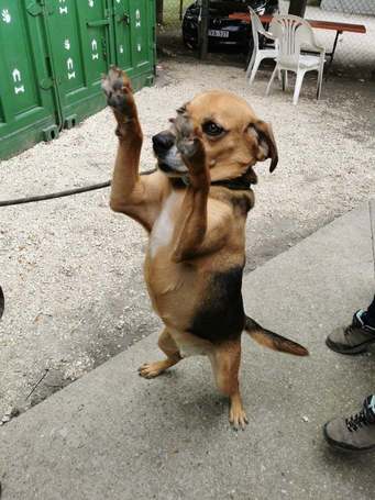 Ranger, ivartalanított kan, 9 éves