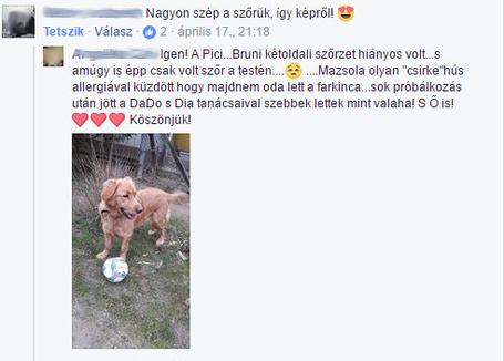 Dado Hypoallergenic Puppy Mini Fish & Rice | Hipoallergén halas táp kistestű kölyökkutyáknak