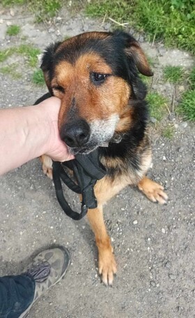 Bözsi, a 10 éves idős hölgy