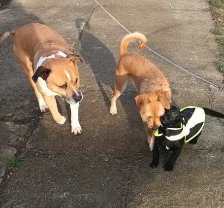 Oszi, kölyök kutyus, kan