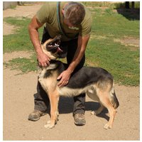 Marsall, egy éves, kan #3