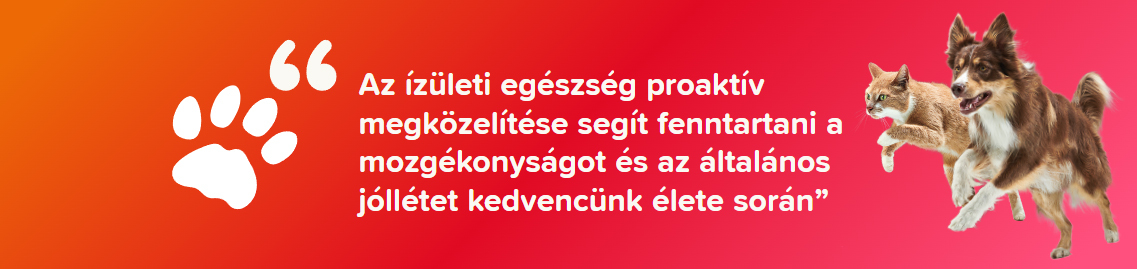 Ízületvédelem fontossága kutyáknál