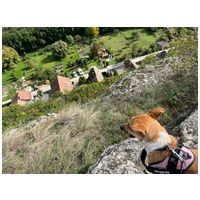 Hajni, 1 éves, közepes méretű, szuka #13