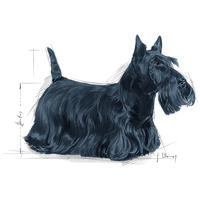 Royal Canin Mini Dermacomfort - Száraz táp bőrirritációra hajlamos, kistestű felnőtt kutyák részére #9