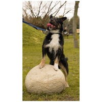 Borzas, két éves, kan #10