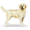 Royal Canin Labrador Adult - Labrador Retriever felnőtt kutya száraz táp