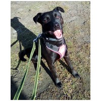 Fido, 1 éves, közepes testű, kan #2