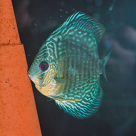 JBL DisCon diszkoszhal ikráztató