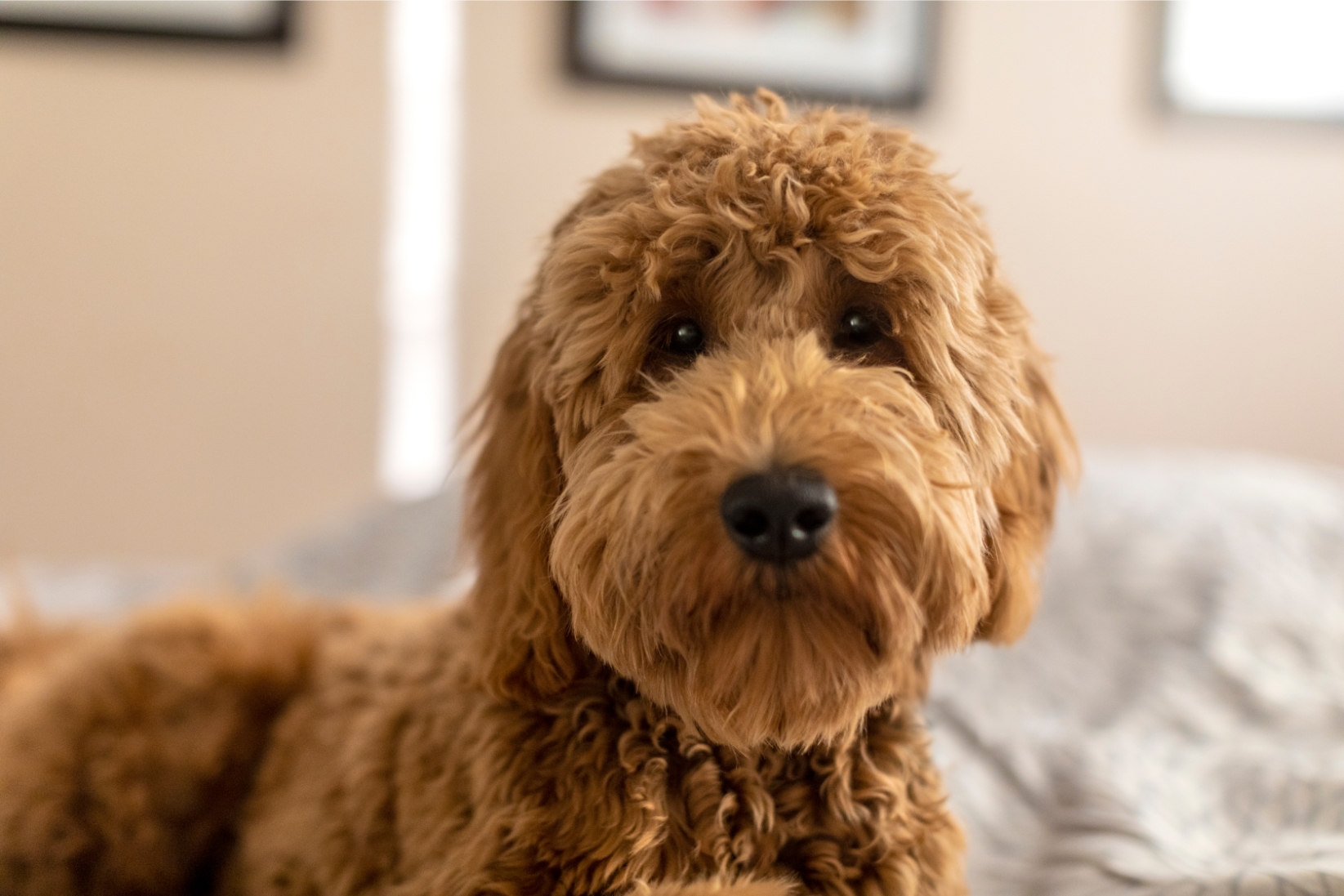 Goldendoodle