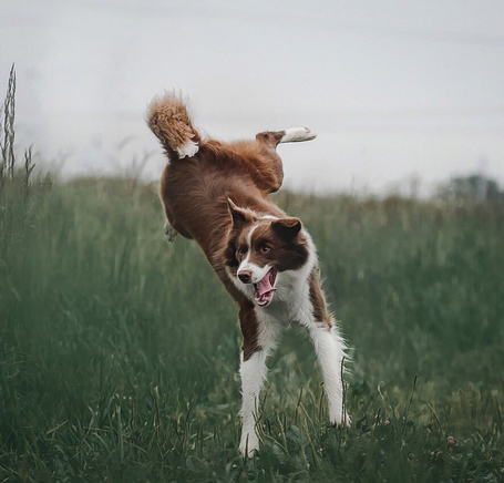 Delikan Prime Sensitive Lamb & Rice hipoallergén kutyatáp érzékeny emésztésű kedvenceknek