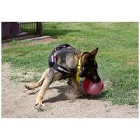 Lady, ivartalanított szuka #25