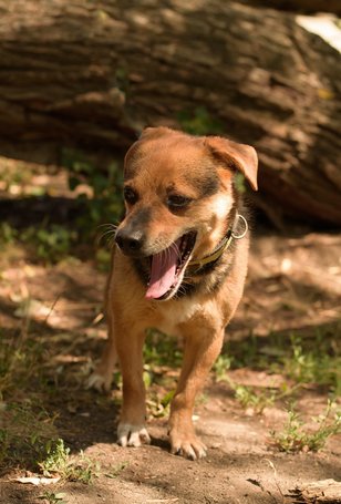 Maci, kilenc éves, kan