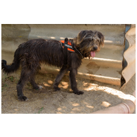 Kócos, 1 éves, kan #7