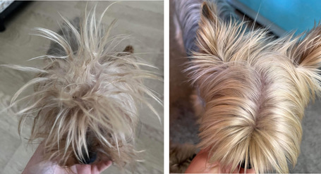 Dermoscent Physio Easy Brush kutyáknak és macskáknak