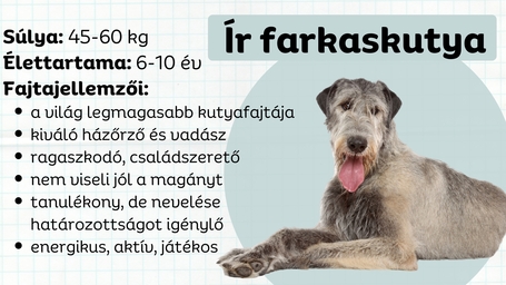 Az ír farkaskutya - a bújós, galamblelkű óriás
