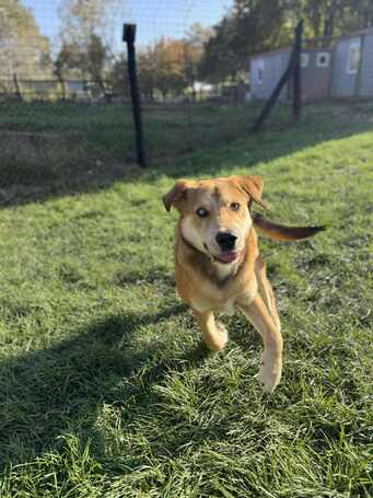 Showzsák, 6 hónapos keverék fiúcska