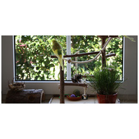 Tollas pajtásokra vágysz?