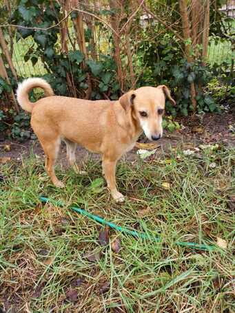 Bubu, 10 éves, szuka