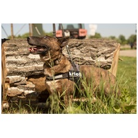 Ariell, 12 éves, 47 cm magas, lány kutya #6