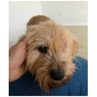 Zsenna, 12 éves, szuka #2