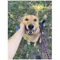 Sajó, 7 éves ivartalanított németjuhász keverék kan #5