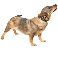 KisO, 4 éves, 34 cm magas, szuka #7