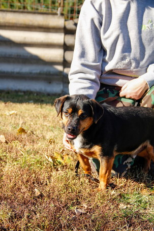 Kópé, 2 éves ivartalanított kan