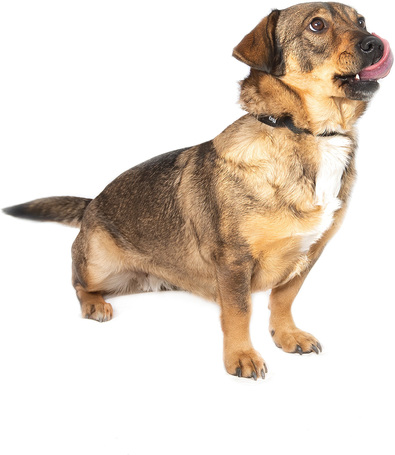 KisO, 4 éves, 34 cm magas, szuka