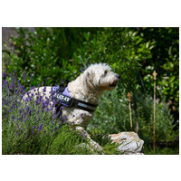 Julius-K9 IDC lila powerhám kutyáknak #2