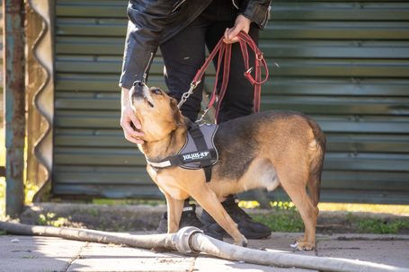 Ranger, ivartalanított kan, 9 éves