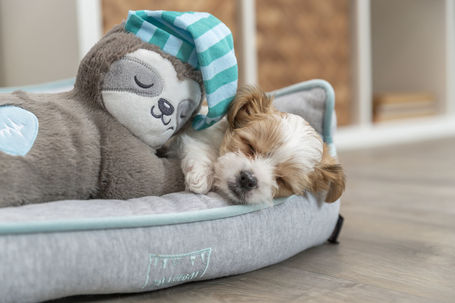 Trixie Junior lajhár szívhanggal kölyökkutyák részére