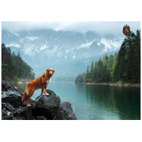 Ambrosia Dog Grain Free Senior, Light & Sterilized #13