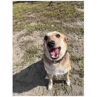 Sally, 5 éves ivartalanított szuka #5