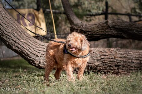 Zsenna, 12 éves, szuka